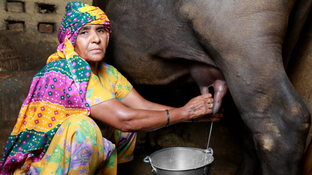 https://www.linkedin.com/pulse/why-buffalo-milk-healthy-choice-your-diet-bhupati-barman-0elac  Buffalo milk