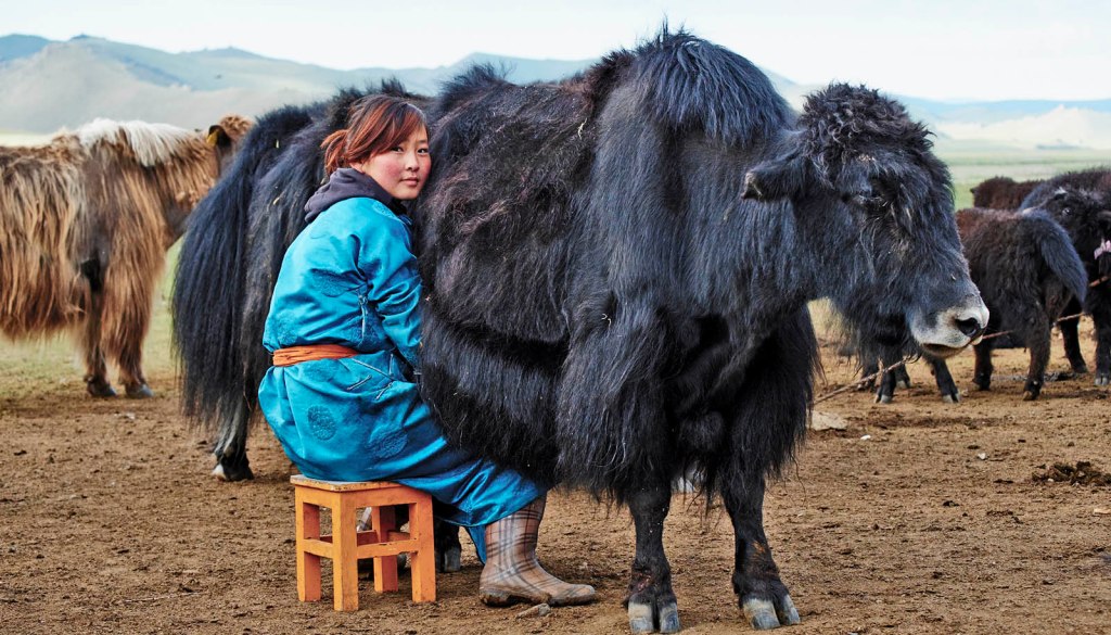Yak milk
