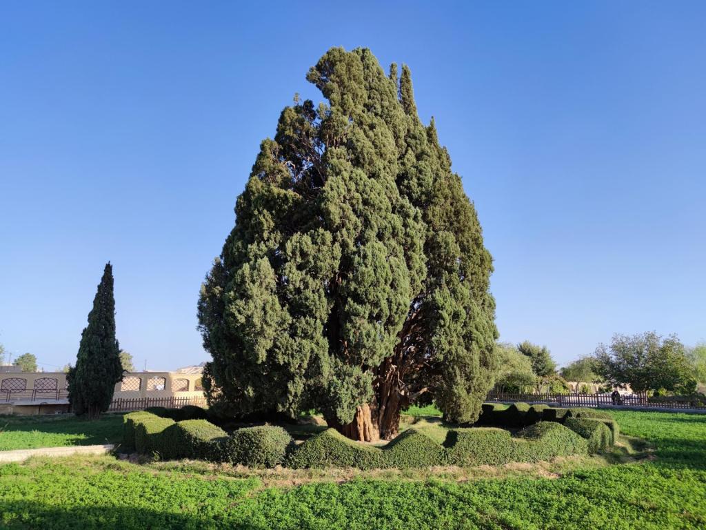 Cypress of Abarkooh